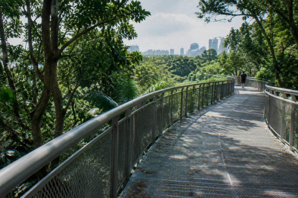 Elevated walkway curving through treetops above a road in Singapore