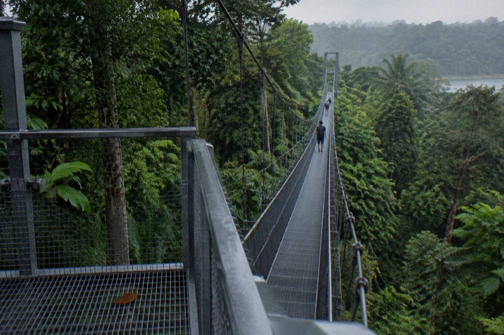 A narrow suspension bridge with a metal walkway stretching between tall trees in a green forest reserve