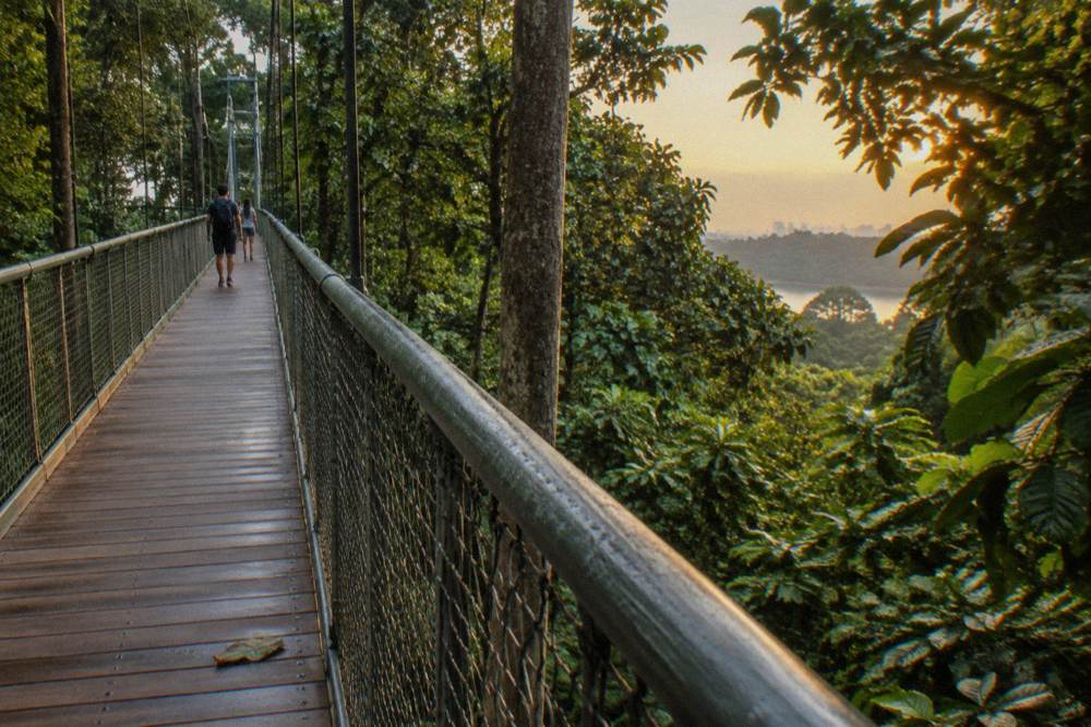 A wooden and metal walkway suspended among tall trees with green canopy on both sides