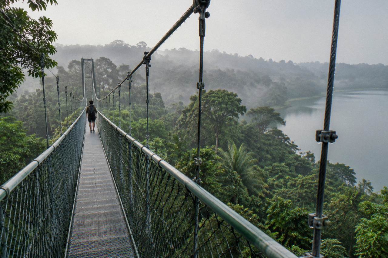 A long suspension bridge carrying a walkway through high treetops above a forested reservoir park