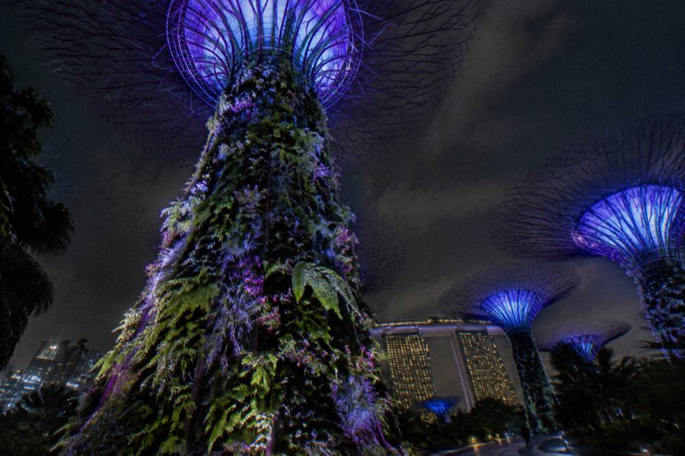 The Supertree Grove at Gardens by the Bay lit up in purple and blue at night with the city skyline behind.