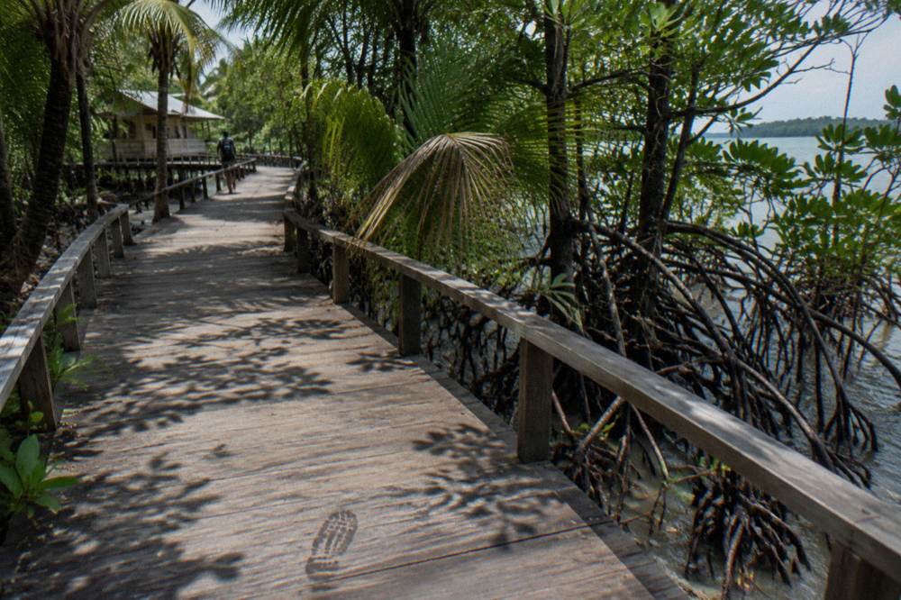 A wooden boardwalk winding through coastal mangroves on Pulau Ubin with the sea visible through the trees.