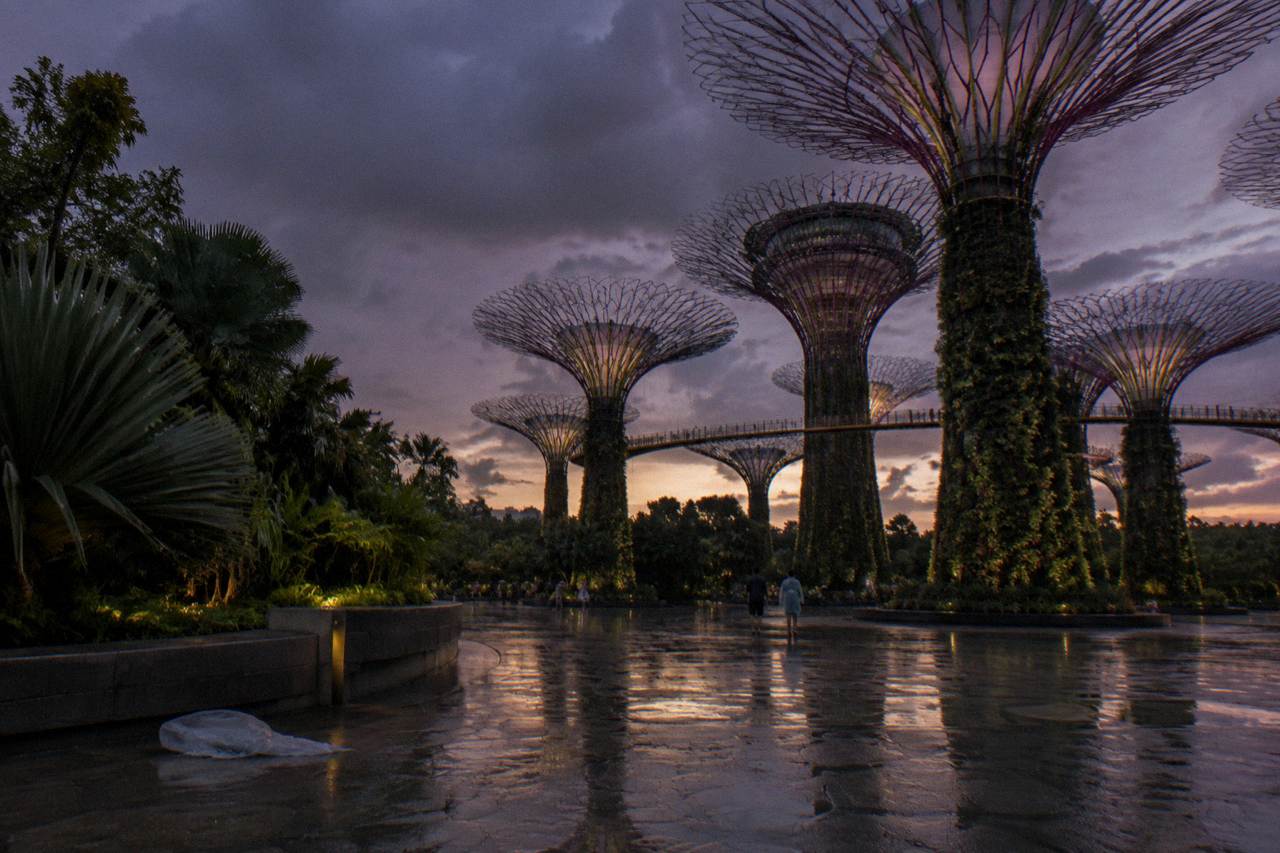 Tall illuminated tree-like structures standing over a garden walkway at dusk