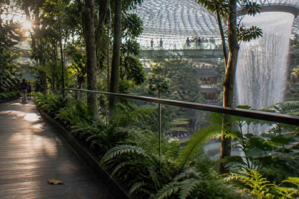 Indoor forest walkway inside Jewel Changi with plants rising beside a glass railing