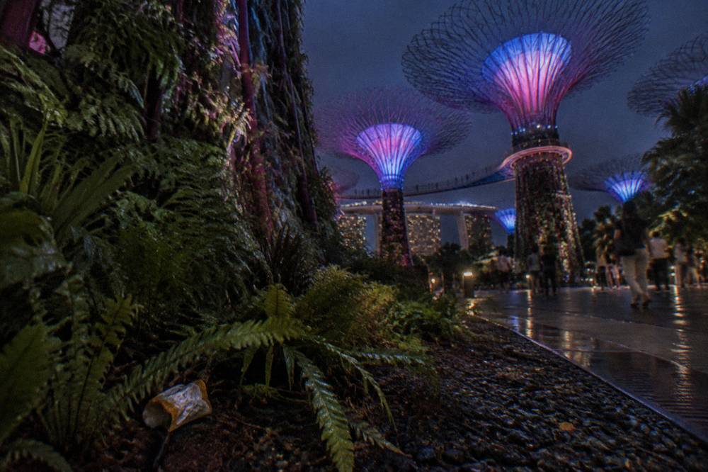 Illuminated Supertrees at night seen from the ground at Gardens by the Bay