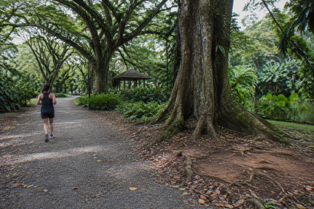 Shaded path lined with tall rain trees inside the Singapore Botanic Gardens