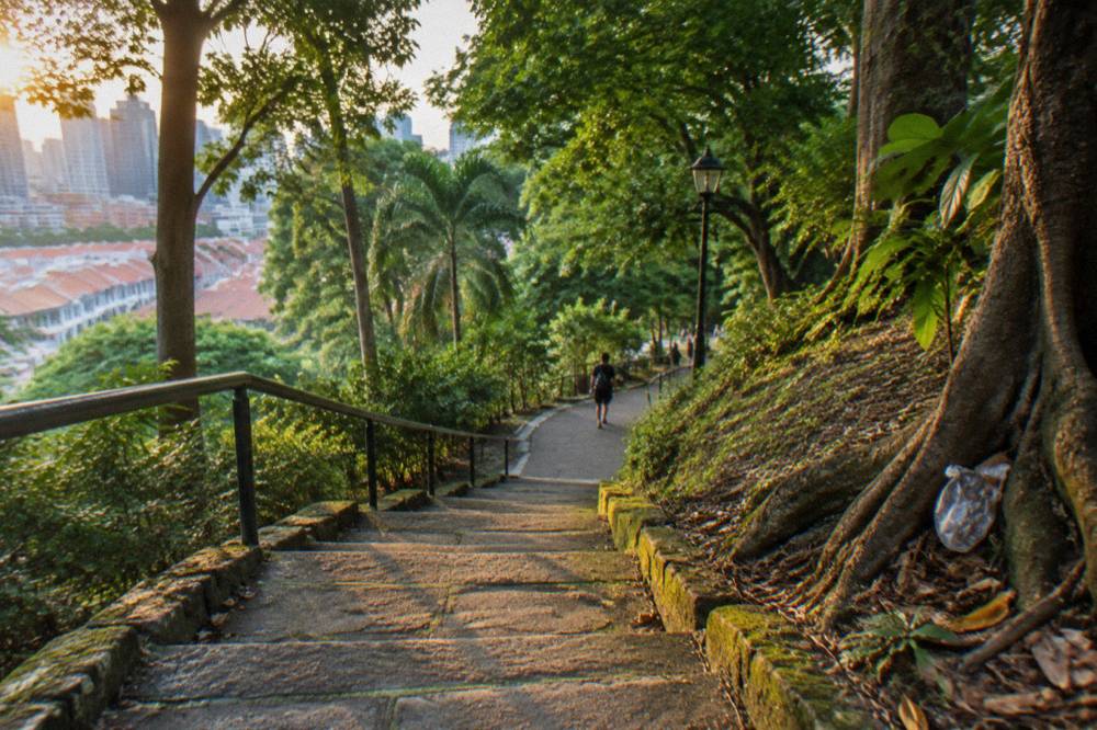 stone steps and canopy trees along a park trail