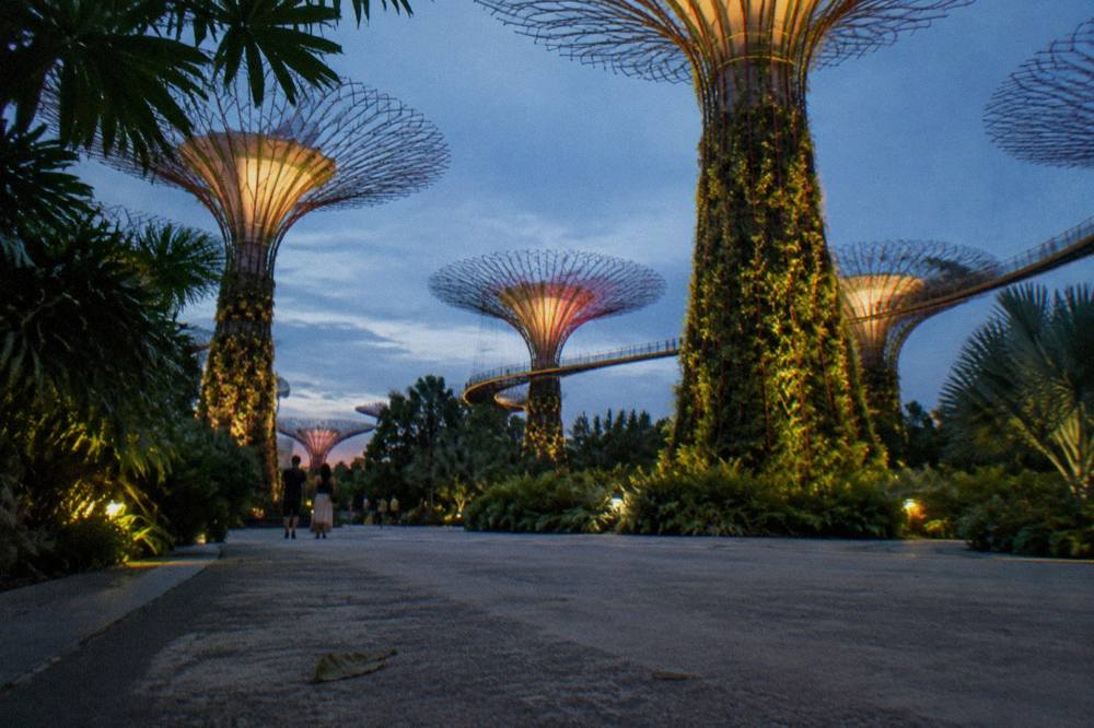 Supertree Grove at night with lit vertical structures above a garden walkway