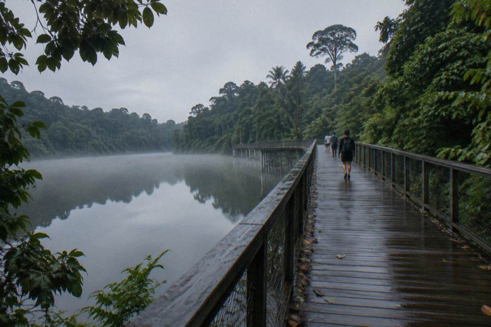 Mangrove boardwalk crossing a wetland with water on both sides