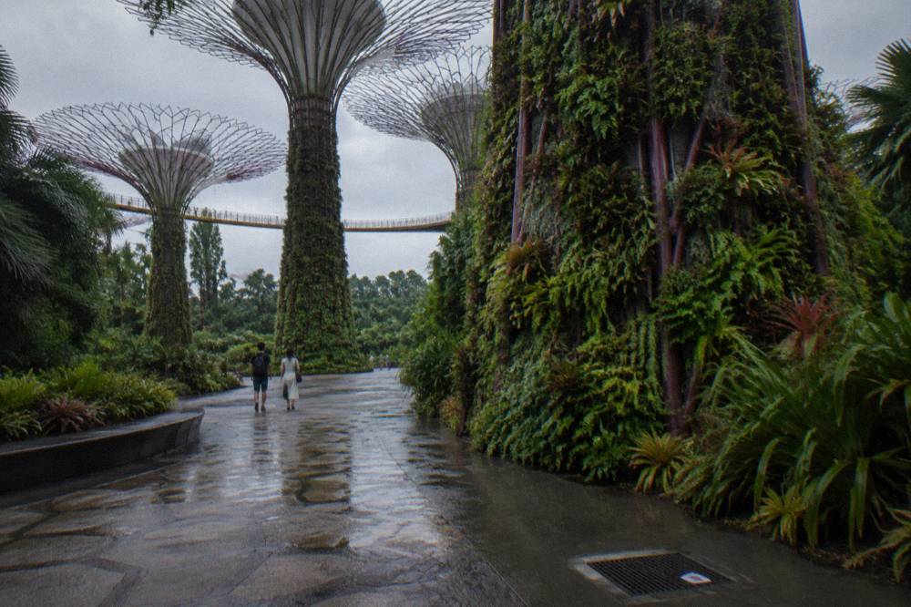 Pathway leading between tall Supertree structures in the free outdoor grove