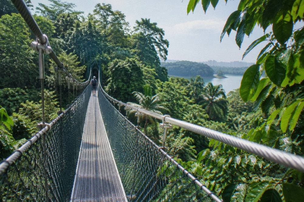 A narrow suspension bridge stretching over dense green treetops in a tropical forest.