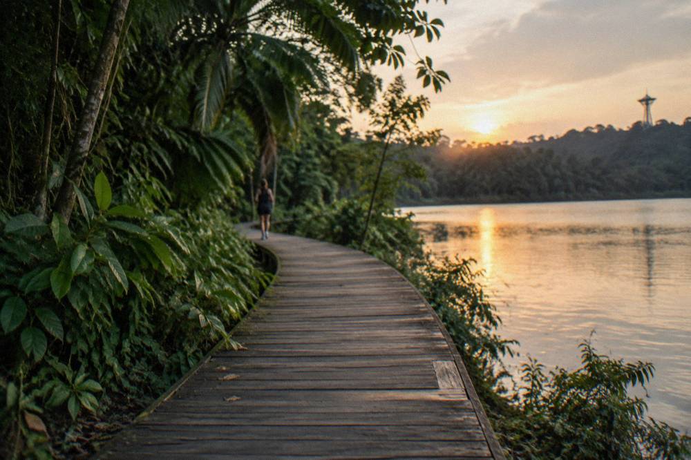A wooden boardwalk curving through tall tropical trees beside calm reservoir water.