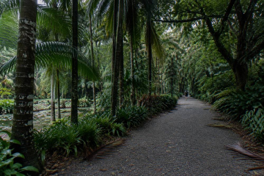 Shaded palm-lined path through the Singapore Botanic Gardens