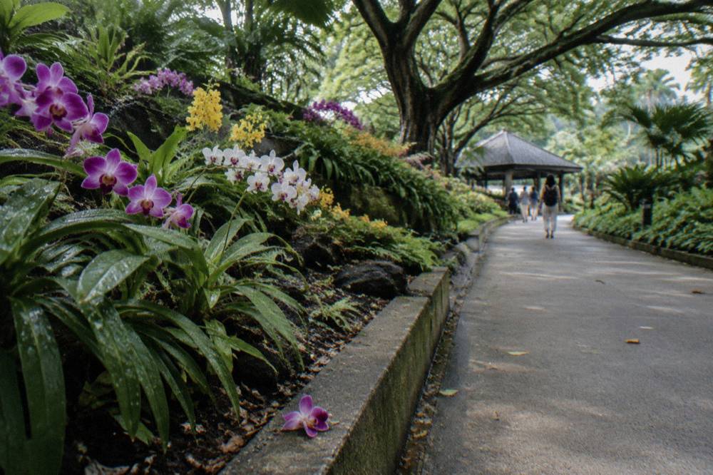 Orchid displays along a walkway in the National Orchid Garden