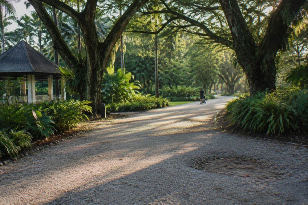 Visitors strolling a broad gravel path beneath large canopy trees in the gardens
