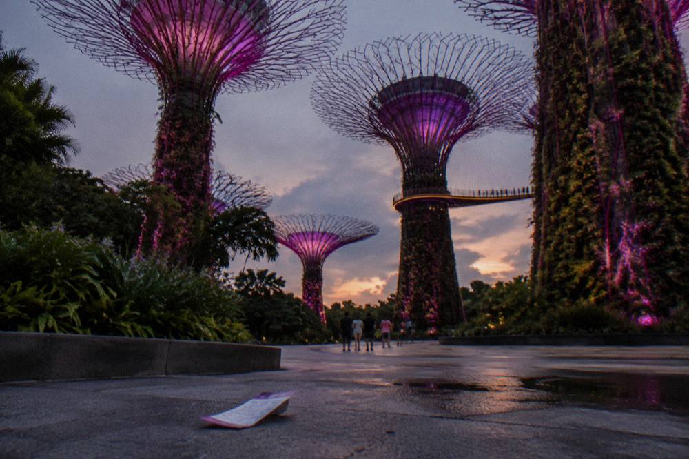 Wide view of the Supertree Grove walkway and gardens at dusk