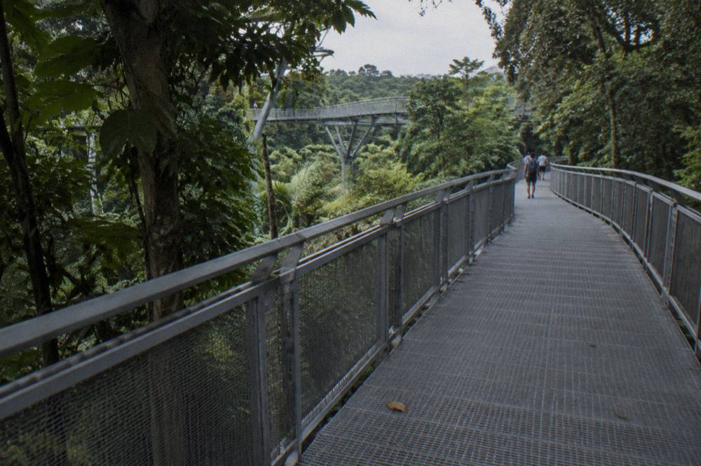 Wooden walkway on the Southern Ridges trail passing through treetops