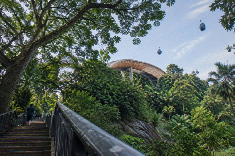 Wave-shaped bridge deck with timber slats curving along the Southern Ridges