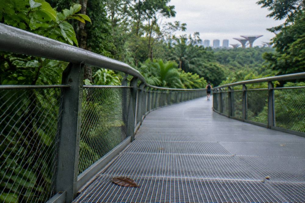 Forest trail with a raised boardwalk leading into greenery
