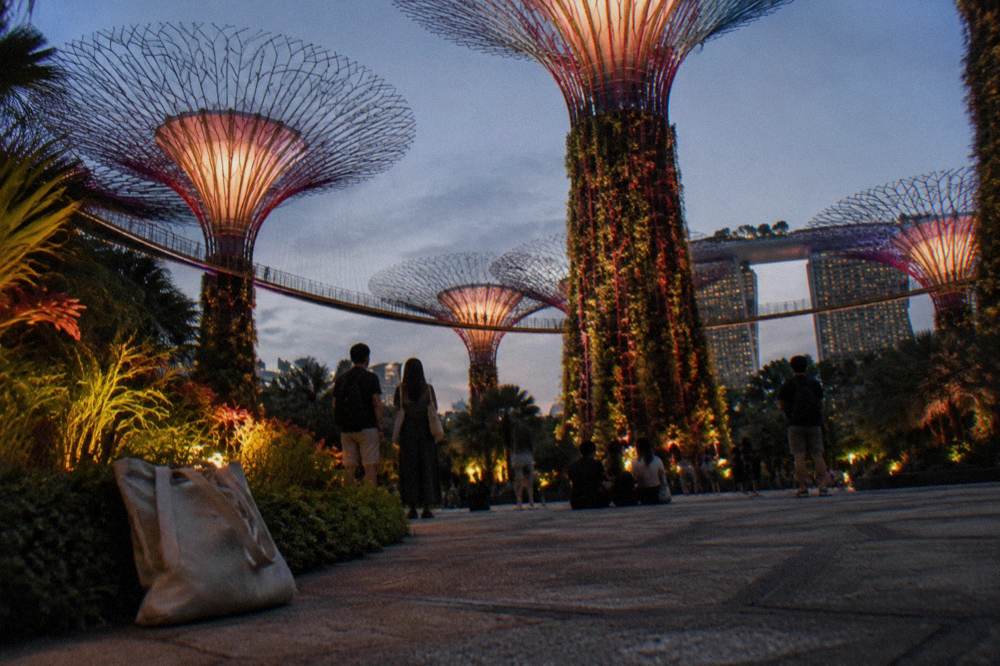 Visitors standing on open ground beneath glowing tree towers at night